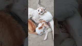 Dog cute baby cats yitig whatsapp status shorts viral video [upl. by Acnalb]