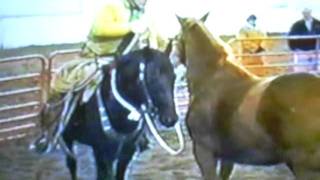 Chestnut horse pt1 Three Masters video [upl. by Swisher]