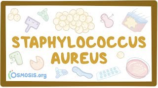 Staphylococcus aureus [upl. by Ahsoym]