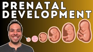 Prenatal Development  From Conception to Birth  Germinal Stage Embryonic Stage Fetal Stage [upl. by Ymma395]