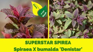 SUPERSTAR SPIREA  Spiraea X bumalda Denistar [upl. by Lytsirk]