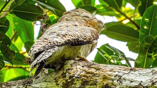 Nyctibius grandis GREAT POTOO  Aves del Amazonas [upl. by Anstice]