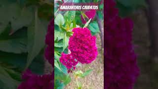 Amaranthus caudatus 🌱🌱🌱🌎🇬🇹agricultura flowers vivero gardenflower flores [upl. by Werra]