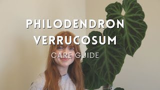 How to care for a Philodendron Verrucosum [upl. by Keele]