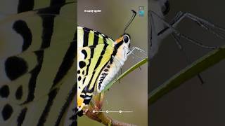 വരയൻ വാൾ വാലൻ ചിത്രശലഭം🦋Graphium Antiphatesgraphiumantiphates butterfly keralabutterflies facts [upl. by Flanders]