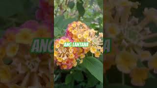 Ang lantanang bulaklaktagamontaniosa lantana flower short [upl. by Barabas722]