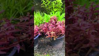 Rotala indica aquascape [upl. by Yrhcaz]