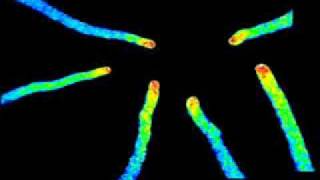 Calcium Oscillations in the Arabidopsis Thaliana Pollen Tube [upl. by Abel101]