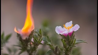 The Plant that Can Burst Into Flames The Cistus Plant EDM Version [upl. by Kovacev]