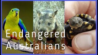 5 Critically Endangered Australians You Need To Know About [upl. by Issiah]