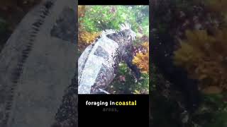 galapagos iguana wildlife animals naturewildanimals [upl. by Alrahc]