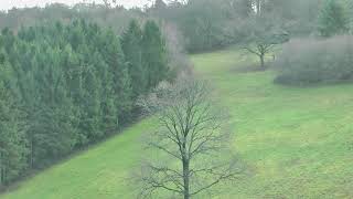 Shotaway Films Shooting Pheasant and Partridge Couple Of Drives On A Boundary Day HD1080p [upl. by Llerrom]