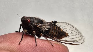 Adelaide Firetail Cicada Release baby Bluetounge Lizard catch amp release [upl. by Robi]