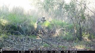 Bobcat Kills Gopher [upl. by Odraboel]