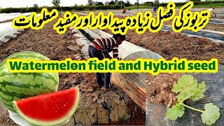 how to grow watermelon watermelon field tarbooz ki kasht in Pakistan advani ki cast hidwana [upl. by Eerrehc]