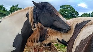 Grooming horses [upl. by Lurlene]