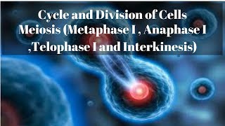 Meiosis Metaphase I  Anaphase I Telophase I and Interkinesis [upl. by Siuqramed]