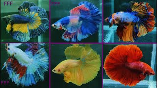 THAILAND IMPORTED BETTA FISH [upl. by Mick]