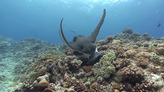 Blue Corner Palau the Best Dive Site in the Pacific You Cant miss [upl. by Luanni]