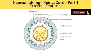 Neuroanatomy  The spinal cord [upl. by Mayman]