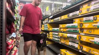 Lurko heeling in a pets store [upl. by Ecirrehs646]