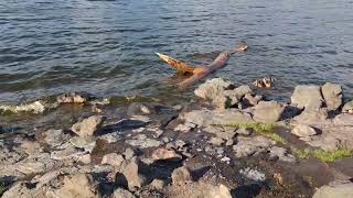 Lake Bogoria Hot Springs In Lake Bogoria National Reserve [upl. by Dede870]