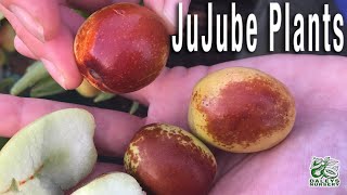 How to grow Jujube fruit Trees to taste delicious [upl. by Kelwen]