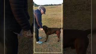 Walking the dogs  playing with a stick  labrador  horse  arctic  180824b [upl. by Adall506]