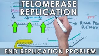 Telomerase Replication in Eukaryotes  End Replication [upl. by Wachtel]