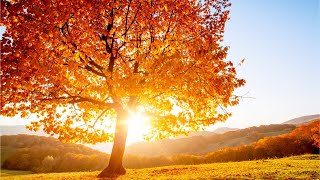 Beautiful Relaxing Hymns Peaceful Instrumental Music quotGolden Autumn Morning Sunrisequot By Tim Janis [upl. by Obediah]