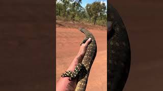 Yoinking Australia￼ snakeanimalviralwildlifecrocodileyoutubenaturepython [upl. by Fausta]