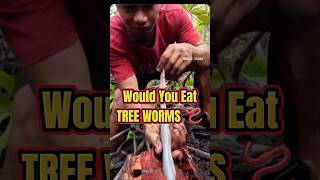 Would You Eat TREE WORMS 🪱 shorts [upl. by Alecram]