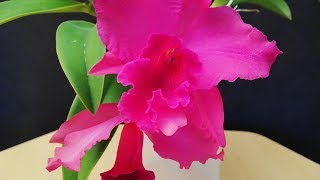 Cuándo y cómo trasplantar una Orquídea Cattleya con raíces podridas 12 [upl. by Virgilia]