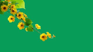 Yellow flower branch green screen download  Beautiful flowers green screen video [upl. by Nytsud95]