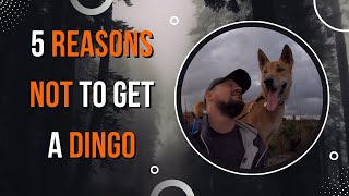 5 Reasons not to get a dingo [upl. by Belden206]