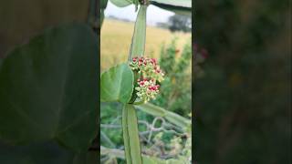 Cissus quadrangularis nalleru nallada plants flowers medicinalplant nature shorts ytshorts [upl. by Giza713]