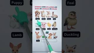 ¿Sabes cómo se llaman los bebés de animales en inglés 🐾 AprendoInglésCantando6191 aprendoingles [upl. by Jaella785]