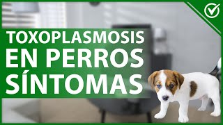 🐶 Cómo Afecta la Toxoplasmosis en los Perros  Síntomas Tratamiento y Prevención 🤕🐶 [upl. by Rogerg]