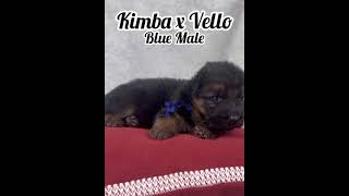 Kimbas 4 amp 12 Weeks Blue Collar Male [upl. by Senaj]