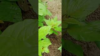 Amaranthus Green Small And Big nature flowertypes farming flowervarieties [upl. by Nit]