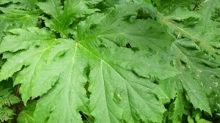 Giant Hogweed a Toxic Invader [upl. by Ettenoitna533]