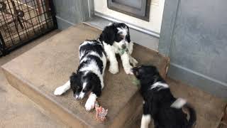 PuppyFindercom  8 WEEK OLD SPRINGERDOODLESPROODLE PUPPIES [upl. by Yug181]