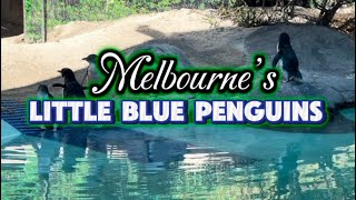 MELBOURNE’S LITTLE BLUE PENGUINS  BALLARAT WILDLIFE PARK WITH SUBTITLE penguin melbourne [upl. by Leis]