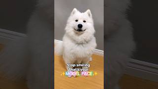 Training My Samoyed To Model samoyed dog shorts [upl. by Tedi897]