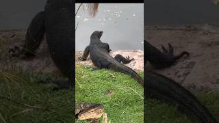 huge monitor lizard [upl. by Oderfodog]