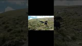 Yaks from khukush langar valley animals beautyfulnature trandingvideo viralvideo [upl. by Peednam341]