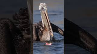 This is a pelican Bird wildlifenature animalskingdom pelicanBird education information shorts [upl. by Stich]