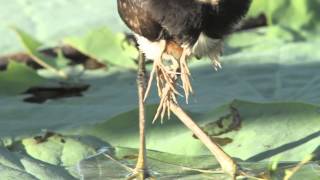 Comb Crested Jacana with newly hatched chicks [upl. by Laenahtan]