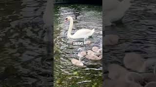 🦢Swans 🦢 viralshort wildlifebeauty viralvideo viralclips viralreels nature antonriver [upl. by Rento]