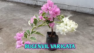 Bugenvil Varigata [upl. by Serafine]